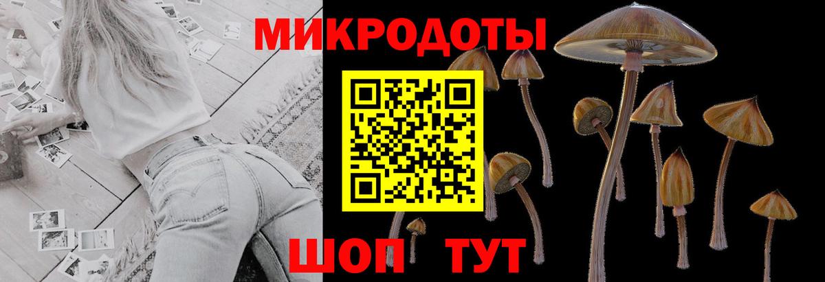 Псилоцибиновые грибы Psilocybe Благодарный